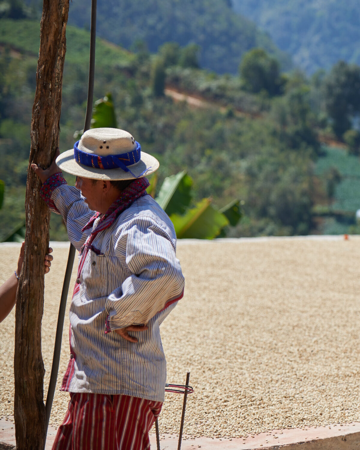 Decaf - El Vergel Estate - Anaerobic Natural EA